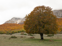 Autumn foliage on top colours in Sirente Velino Regional Park, Abruzzo (Italy), on October 25, 2020. (