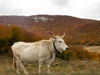 A cow and autumn foliage on top colours in Sirente Velino Regional Park, Abruzzo (Italy), on October 25, 2020. (