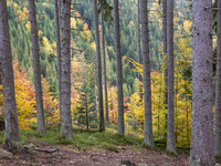 Forests turn misty and colorful in autumn season in Beskidy mountains in the south of Poland on October 24, 2020. Since Saturday, October 24...