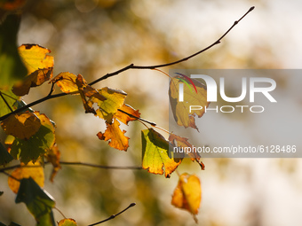 Browning leaves hang from the branches of a tree in autumn sunshine in Kensington Gardens in London, England, on October 26, 2020. (