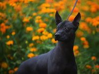 A Xoloitzcuintle dog (pre-hispanic dog), in the middle of a Cempasuchil flower field, this flowers are typical in the season of the Day of t...