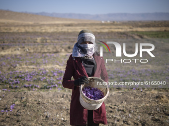 An Iranian female worker covers her face with scarf holds a Saffron crocus flowers container as she poses for a photograph on a farm in Zave...
