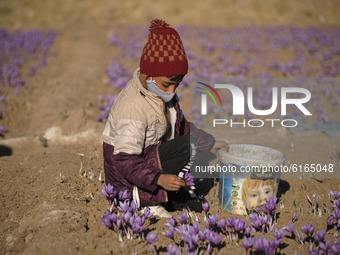 An Iranian young boy wearing a protective face mask collects Saffron crocus flowers on a farm in Zaveh county in Razavi Khorasan province ab...