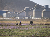 Iranian workers collect Saffron crocus flowers on a farm near a cement factory in Zaveh county in Razavi Khorasan province about 954Km (593...