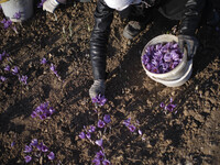 An Iranian worker collects Saffron crocus flowers on a farm in Zaveh county in Razavi Khorasan province about 954Km (593 miles) east of Tehr...