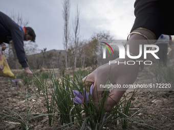 Iranian villagers collect Saffron crocus flowers for personal use in the village of Besk near the city of Torbat Heydariyeh in Razavi Khoras...