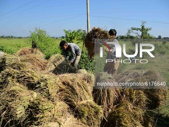 Farmer with his  bunches of paddy after harvesting from a field  in Nagaon District of Assam, india on November  10, 2020. (