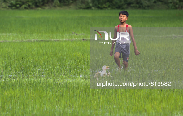 A young boy playing in above normal rain water in a paddy field in the northeastern Indian state of Assam at Duliajan  on the eve of World E...