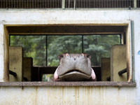A Hippopotamus  inside an enclosure at Assam State Zoo in Guwahati, Assam, India on 21 Nov. 2020 (
