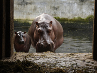 A Hippopotamus with her new born baby inside an enclosure at Assam State Zoo in Guwahati, Assam, India on 21 Nov. 2020 (