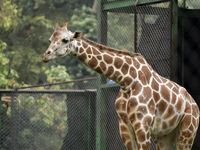 A Giraffe inside an enclosure at Assam State Zoo, in Guwahati, Assam, India on 21 Nov. 2020.  (