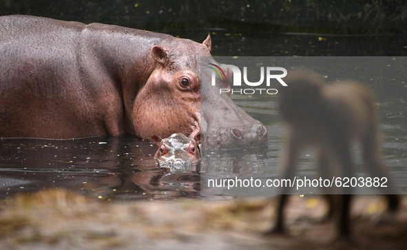 A Hippopotamus with her new born baby inside an enclosure at Assam State Zoo in Guwahati, Assam, India on 21 Nov. 2020 