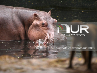 A Hippopotamus with her new born baby inside an enclosure at Assam State Zoo in Guwahati, Assam, India on 21 Nov. 2020 (