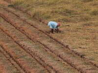 Farmers are seen at their agricultural paddy fields as they are busy in the rippen paddy cutting works just outskirts of the eastern Indian...