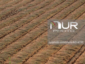 Farmers are seen at their agricultural paddy fields as they are busy in the rippen paddy cutting works just outskirts of the eastern Indian...