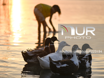 Gaggle of geese swimming in the Brahmaputra river as a girl washing clothes during sunset, in Guwahati, Assam, India on 25 November 2020.  (