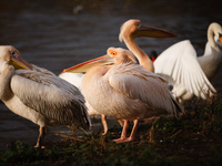 Pelicans groom themselves in afternoon sunshine in St James's Park in London, England, on November 27, 2020. (