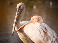 Pelicans stand in afternoon sunshine in St James's Park in London, England, on November 27, 2020. (