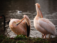 Pelicans groom themselves in afternoon sunshine in St James's Park in London, England, on November 27, 2020. (