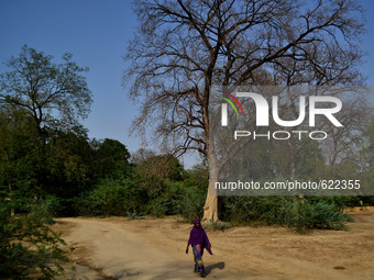 An indiann woman walks on a mud road near a drought tree  on the outskirts of Allahabad on June 5,2015,World Environment day.World environme...