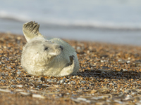 Grey Seal breeding season at Blakeney Point in Norfolk on Monday 23rd November 2020.  (