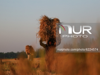 Farmers harvest paddy at Kuakata in Patuakhali, Bangladesh on November 28, 2020.  (