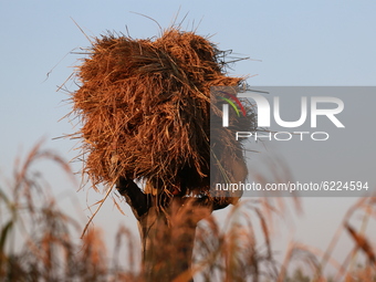 A farmer harvest paddy at Kuakata in Patuakhali, Bangladesh on November 28, 2020.  (