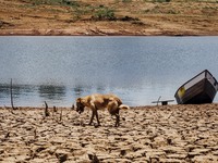 FILE - Feb 1st 2015 - Dog walks on cracked soil of the exposed basin of the Jaguari-Jacareí dam in Bragança Paulista, around 100 km northeas...