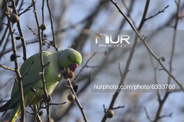 A rose-ringed parakeet eating pear in the tree at Taudaha Wetland Lake at Kirtipur, Kathmandu, Nepal on Saturday, January 09, 2020. Taudaha...