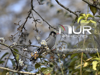 Black Bulbul seen around in the tree at Taudaha Wetland Lake at Kirtipur, Kathmandu, Nepal on Saturday, January 09, 2020. Taudaha is one of...