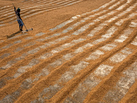Worker works in a rice processing mill in Munshiganj, Bangladesh January  11, 2021 (