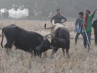 A pair of buffalos lock horns during a traditional buffalo fight held as part of Magh Bihu festivities in Nagaon, in the northeastern Indian...