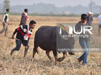 A buffalo owner with his buffalo before engaging in a traditional buffalo fight held as part of Magh Bihu festivities in Nagaon, in the nort...