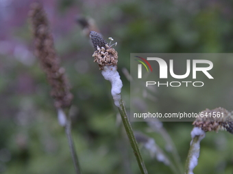 White frothy liquid appearing on the stem of a plant in Manchester on Monday 15th June 2015. -- Cuckoo spit commonly appears in late spring...