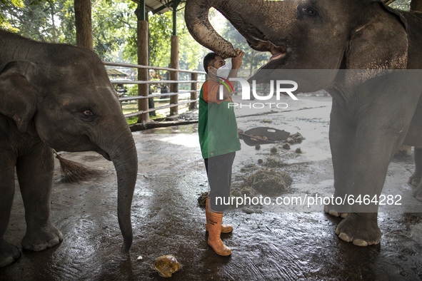 An Elephant caretaker feeding the elephant feces at the Elephant place at the zoo.During pandemic covid19 Zoo Animal Garden at South Jakarta...