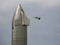 Seagulls fly past Starship SN11 at SpaceX's South Texas launch site in Boca Chica, Texas on March 25th, 2021.  (
