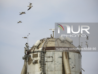 Seagulls fly past Starhopper at SpaceX's South Texas launch site in Boca Chica, Texas on March 25th, 2021.  (
