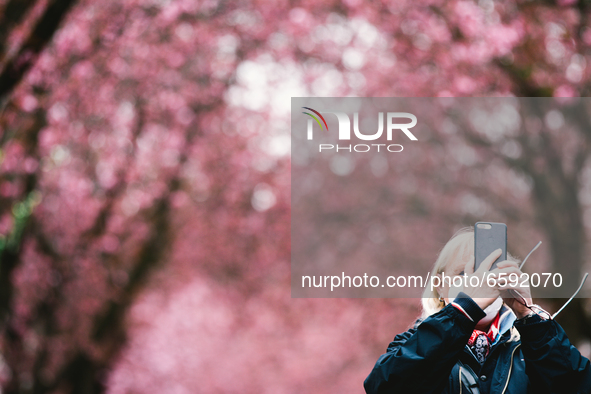 a woman takes pictures under the cherry blossoms trees in historical district in Bonn, Germany on April 04, 2021 