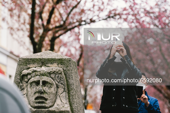 people takes pictures under the cherry Blossoms trees in historical district in Bonn, Germany on Apirl 4, 2021 
