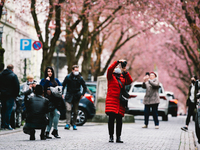 people takes pictures under the cherry Blossoms trees in historical district in Bonn, Germany on Apirl 4, 2021 (