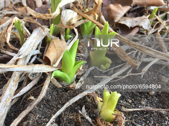 Lily plants emerge from the ground during the Spring season in Toronto, Ontario, Canada onApril 4, 2021. 