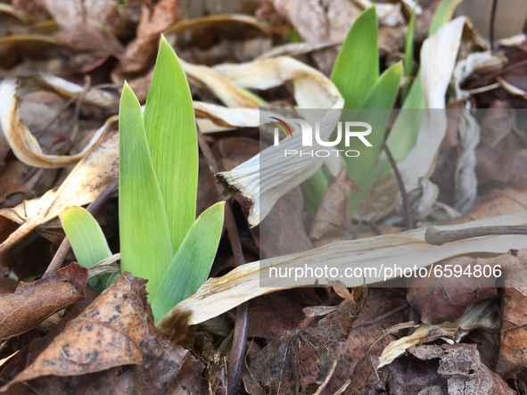 Iris plants emerge from the ground during the Spring season in Toronto, Ontario, Canada onApril 4, 2021. 