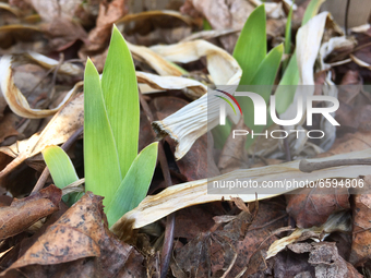 Iris plants emerge from the ground during the Spring season in Toronto, Ontario, Canada onApril 4, 2021. (