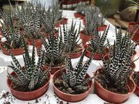Small tropical plants at a greenhouse during the Spring season in Markham, Ontario, Canada. (