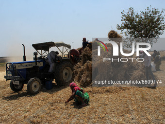 Farmers feed harvested wheat crop into a thresher during the ongoing harvesting season, at Dasna in Ghaziabad on the outskirts of New Delhi,...