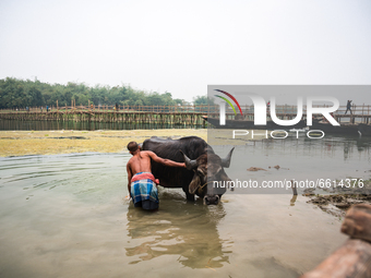 A buffalo is being bathed in one of the most polluted rivers Jalangi River in the Nadia district of West Benga, India, on February 17, 2021l...