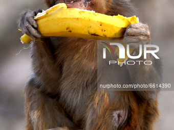 A monkey eats a banana in Pushkar, Rajasthan, India on 11 April 2021. (