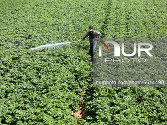 A Palestinian farmer sprays farm chemicals in his farm near the border with Israel, amid the coronavirus disease (COVID-19) outbreak, in the...