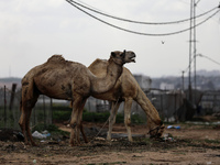  Camels are seen near the border with Israel, amid the coronavirus disease (COVID-19) outbreak, in the northern Gaza Strip on April 12, 2021...