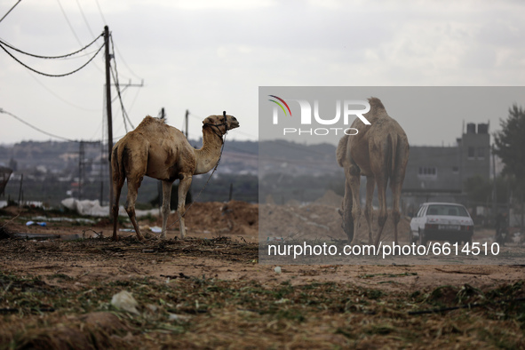  Camels are seen near the border with Israel, amid the coronavirus disease (COVID-19) outbreak, in the northern Gaza Strip on April 12, 2021...
